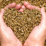 Hemp seeds held by woman hands, shaping a heart